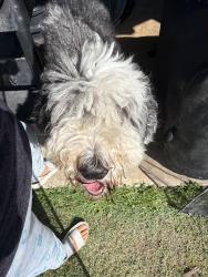 Reunited Male Dog last seen Lake Valley neighborhood , Owasso, OK 74055