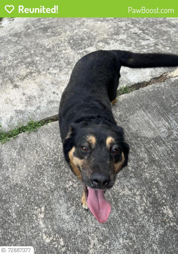 Reunited Female Dog last seen Proctor Dr, Columbia, MO 65202