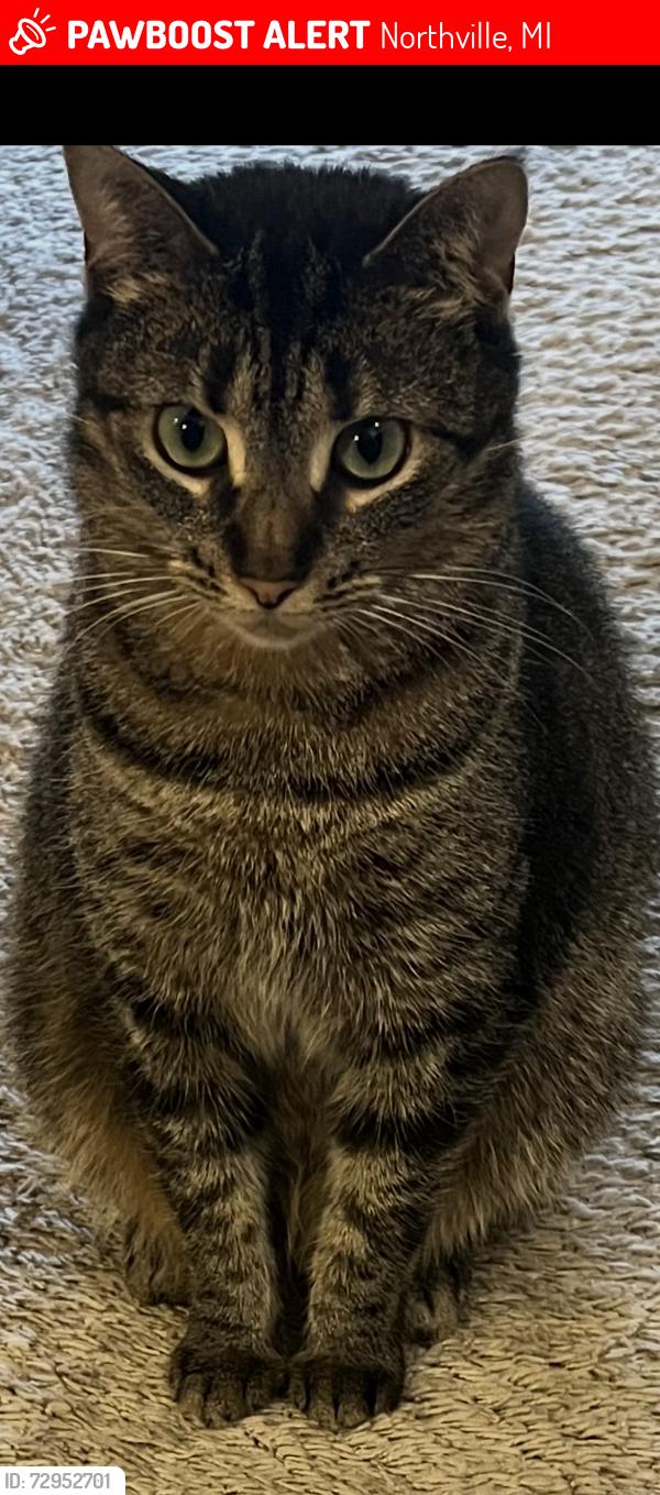 Lost Female Cat last seen Near Northville Road, Northville, MI 48168