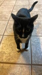 Reunited Female Cat last seen Quail valley , Georgetown, TX 78626