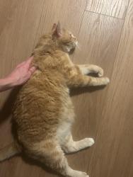 Reunited Male Cat last seen 11th and Garber, Lincoln, NE 68521