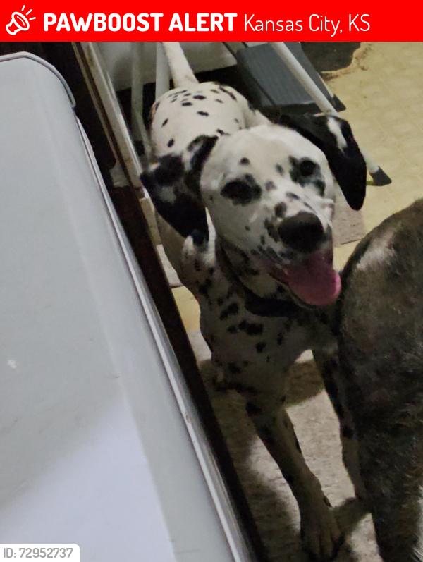 Lost Female Dog last seen 14th and ruby, Kansas City, KS 66103