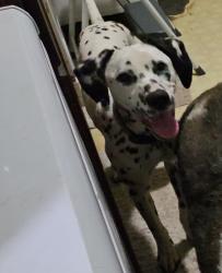 Lost Female Dog last seen 14th and ruby, Kansas City, KS 66103