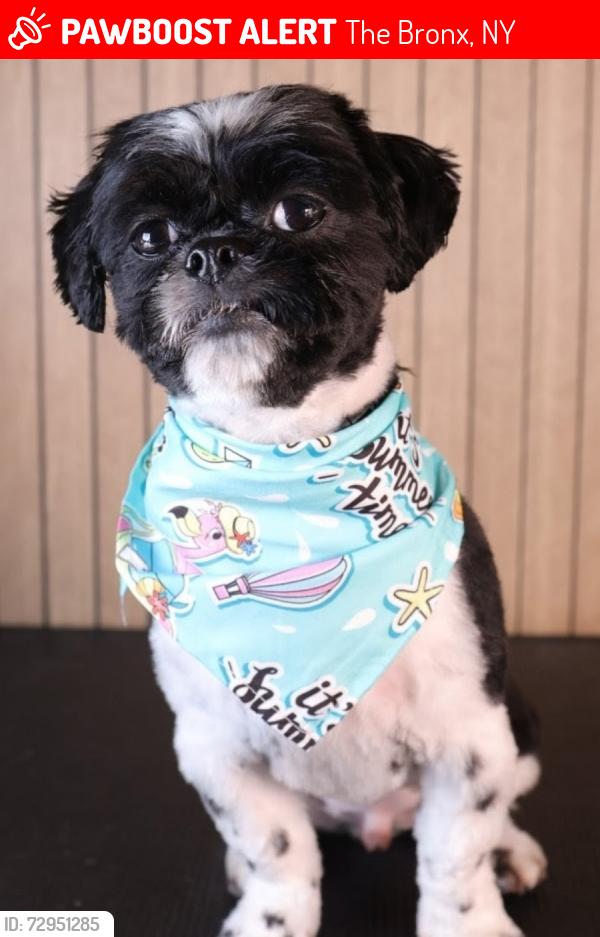 Lost Male Dog last seen East 223rd between White Plains Road and Carpenter Avenue, The Bronx, NY 10466