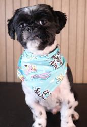 Lost Male Dog last seen East 223rd between White Plains Road and Carpenter Avenue, The Bronx, NY 10466