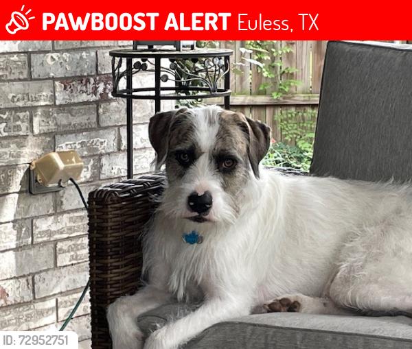 Lost Female Dog last seen Ash and Fullerwiser Euless TX Park by Amiptheatre, Euless, TX 76039