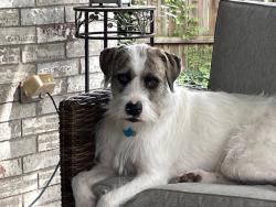 Lost Female Dog last seen Ash and Fullerwiser Euless TX Park by Amiptheatre, Euless, TX 76039