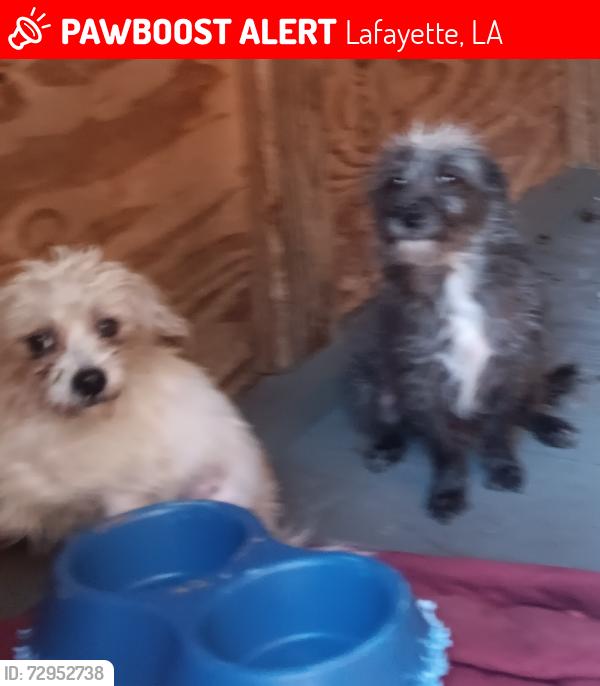 Lost Male Dog last seen Near priscilla ln lafayette , Lafayette, LA 70501