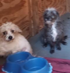 Lost Male Dog last seen Near priscilla ln lafayette , Lafayette, LA 70501