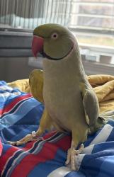 Lost Male Bird last seen Prince William Parkway 234, Manassas, VA 20112