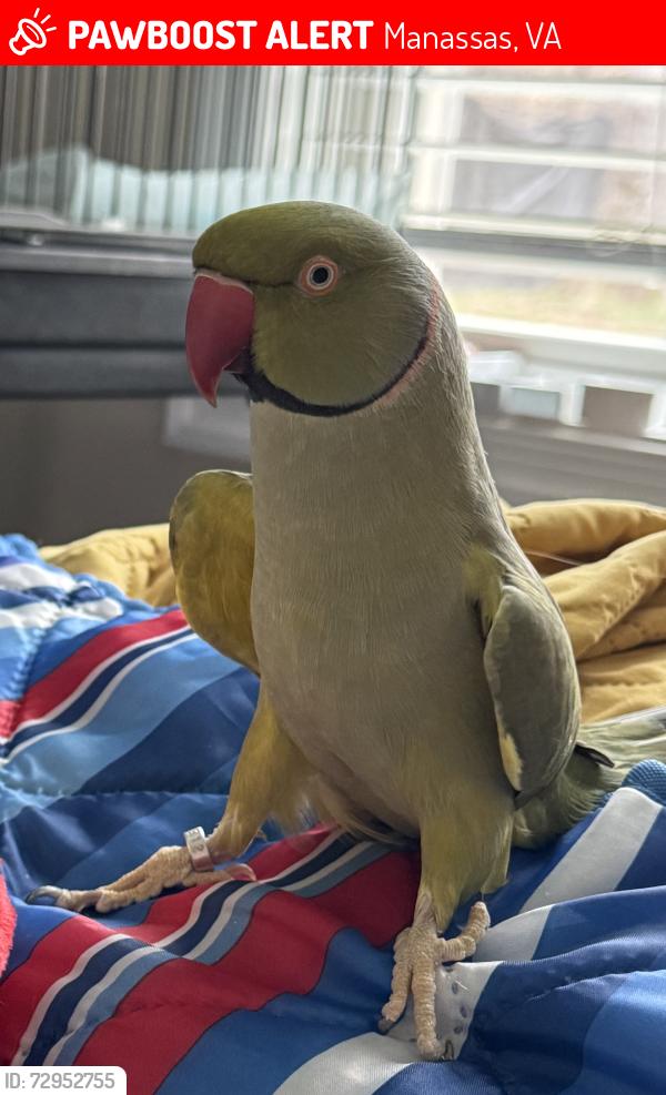 Lost Male Bird last seen Prince William Parkway 234, Manassas, VA 20112