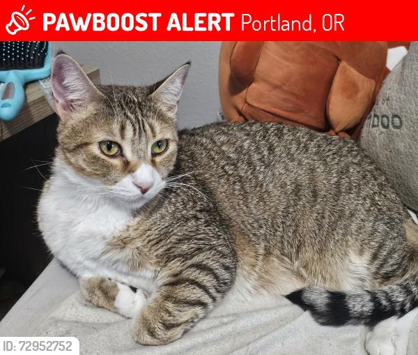 Lost Male Cat last seen 167th and powell Blvd, Portland, OR 97266
