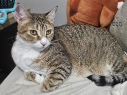 Lost Male Cat last seen 167th and powell Blvd , Portland, OR 97266