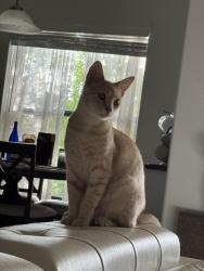 Reunited Male Cat last seen Brandon point, Brandon, FL 33511