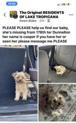 Reunited Female Dog last seen Near SW 178th Terrace, Dunnellon, FL 34432, USA, Dunnellon, FL 34432