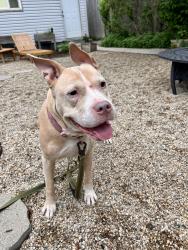 Found/Stray Female Dog last seen Armitage and Drake, Chicago, IL 60647