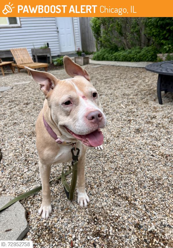 Found/Stray Female Dog last seen Armitage and Drake, Chicago, IL 60647