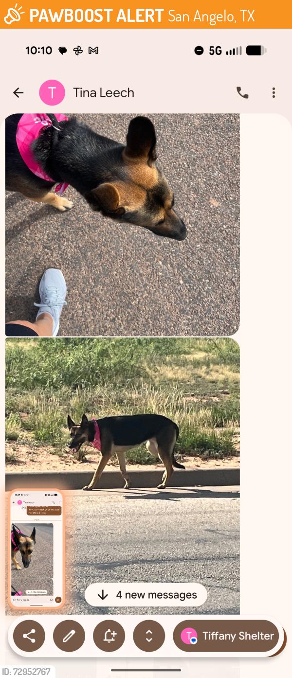 Found/Stray Female Dog last seen San Angelo , San Angelo, TX 76903