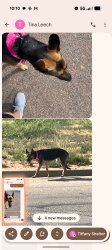 Found/Stray Female Dog last seen San Angelo , San Angelo, TX 76903