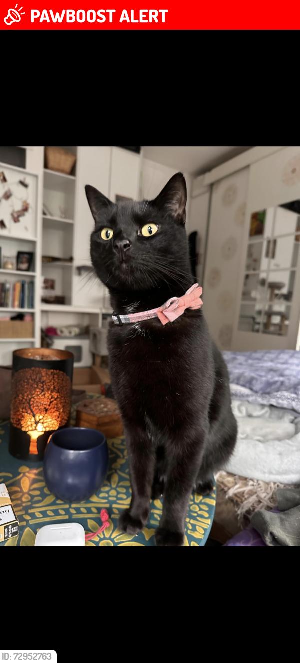 Lost Male Cat last seen SE114TF, oswin street London, Greater London, England SE11 4TF