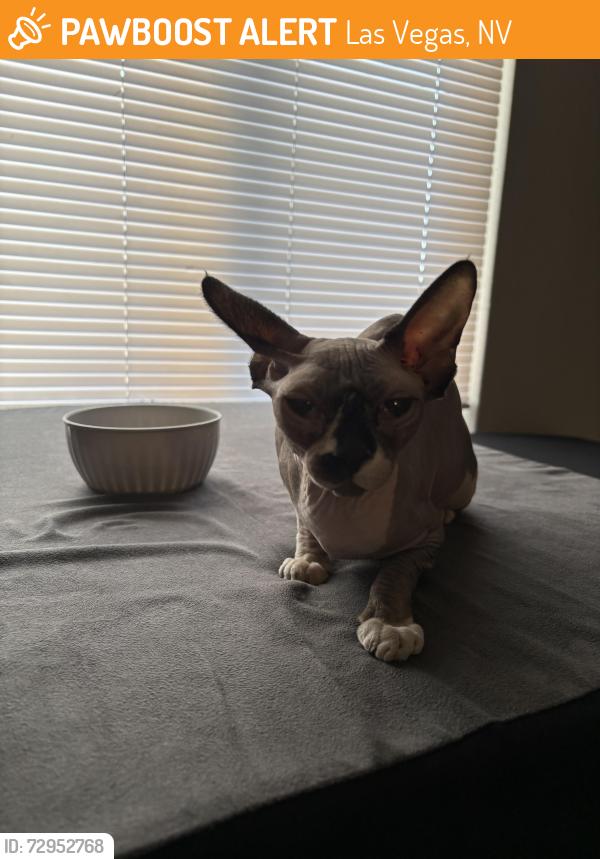 Found/Stray Female Cat last seen Near animal foundation , Las Vegas, NV 89101