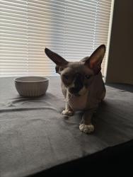 Found/Stray Female Cat last seen Near animal foundation , Las Vegas, NV 89101