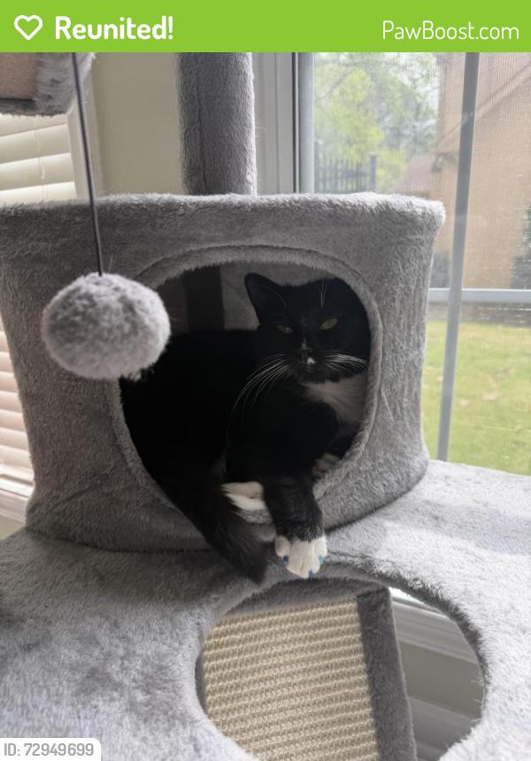 Reunited Male Cat last seen Kensington Dr, Peachtree City, Peachtree City, GA 30269