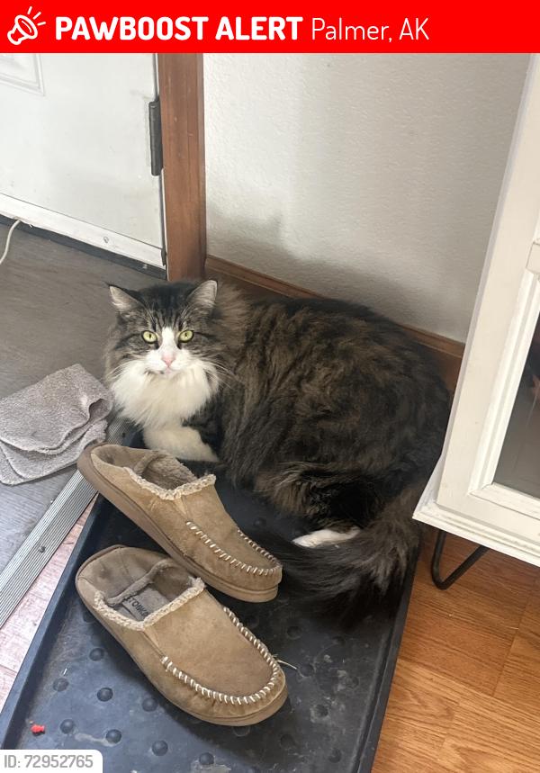 Lost Female Cat last seen lexington , Palmer, AK 99645