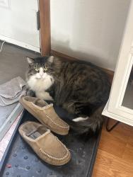Lost Female Cat last seen lexington , Palmer, AK 99645