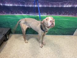 Shelter Stray Male Dog last seen Near BLOCK SW 7 AVE, Doral, FL 33122