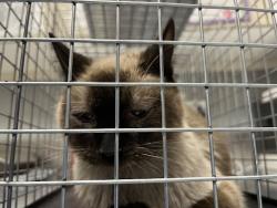 Shelter Stray Female Cat last seen Near BLOCK E CHARLESTON BLVD, LAS VEGAS NV 89142, Las Vegas, NV 89101
