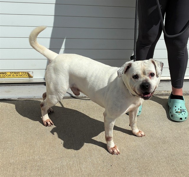 Shelter Stray Male Dog last seen Near BLOCK POSSIBILITY WAY, Watterson Park, KY 40218