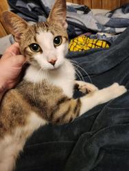 Reunited Male Cat last seen 103rd, Jacksonville, FL 32210