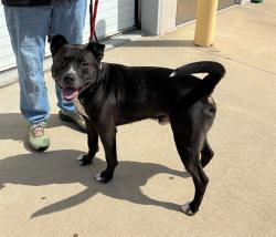 Shelter Stray Male Dog last seen Near BLOCK E JEFFERSON ST, Watterson Park, KY 40218