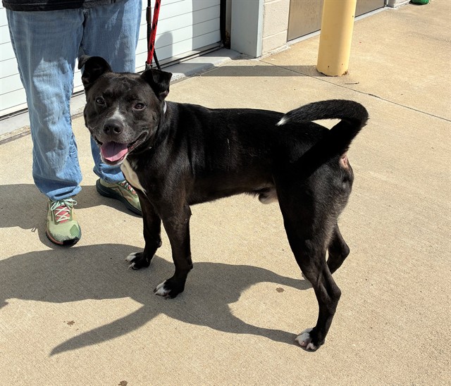 Shelter Stray Male Dog last seen Near BLOCK E JEFFERSON ST, Watterson Park, KY 40218