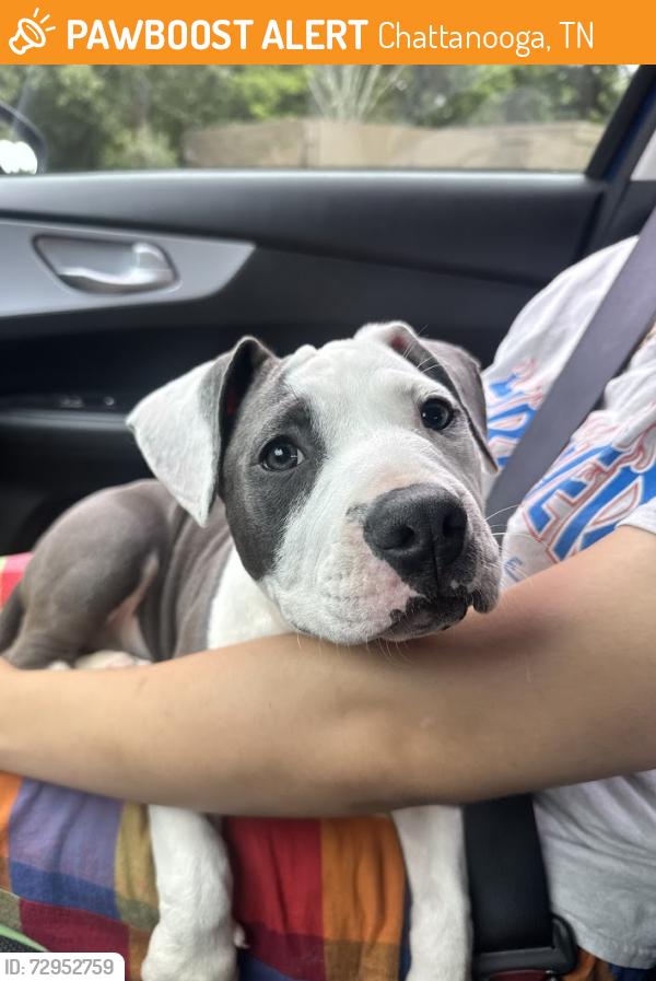 Found/Stray Male Dog last seen Cut Creators Barber shop, Chattanooga, TN 37406