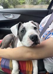 Found/Stray Male Dog last seen Cut Creators Barber shop, Chattanooga, TN 37406