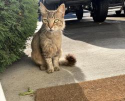 Found/Stray Unknown Cat last seen Tyler st, Eugene OR by lane county fairgrounds , Eugene, OR 97402