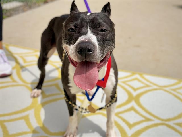 Shelter Stray Female Dog last seen CHARLOTTE, Charlotte, NC 28217