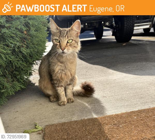 Found/Stray Unknown Cat last seen Tyler st, Eugene OR by lane county fairgrounds , Eugene, OR 97402