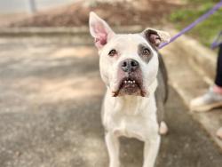 Shelter Stray Female Dog last seen CHARLOTTE, Charlotte, NC 28217