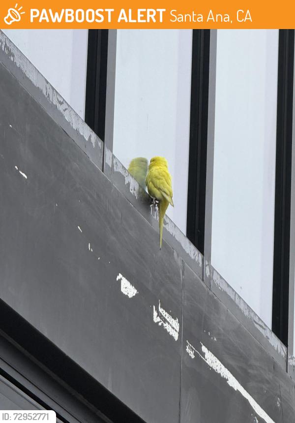 Found/Stray Unknown Bird last seen Legacy College Prep High School , Santa Ana, CA 92705