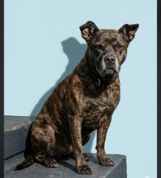 Shelter Stray Male Dog last seen Near BLOCK LANSDELL DR, Jacksonville, FL 32204