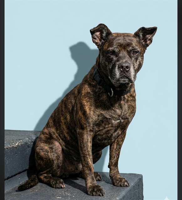 Shelter Stray Male Dog last seen Near BLOCK LANSDELL DR, Jacksonville, FL 32204