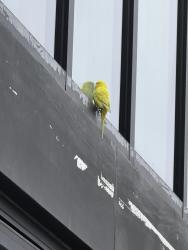 Found/Stray Unknown Bird last seen Legacy College Prep High School , Santa Ana, CA 92705