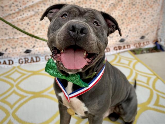 Shelter Stray Male Dog last seen CHARLOTTE, 8315 Byrum Dr, Charlotte, NC 28217, USA