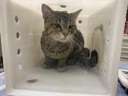 Shelter Stray Male Cat last seen Near BLOCK W WELL ST, Milwaukee, WI 53215