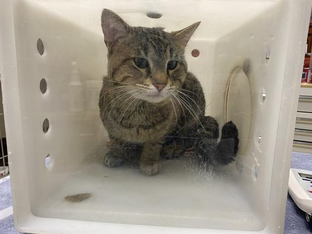 Shelter Stray Male Cat last seen Near BLOCK W WELL ST, Milwaukee, WI 53215