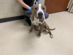 Shelter Stray Male Dog last seen 60TH SILVER SPRING, Milwaukee, WI 53215