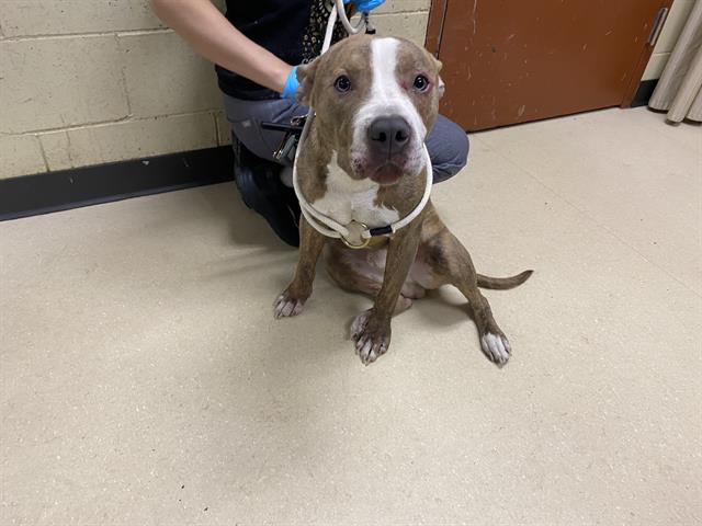 Shelter Stray Male Dog last seen 60TH SILVER SPRING, Milwaukee, WI 53215